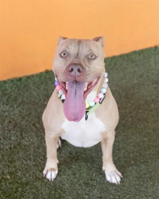 An adult large-sized female American Staffordshire Terrier dog named Naboo for adoption in Miami, FL