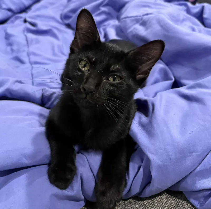 A baby small-sized female Black Domestic Short Hair cat named Maddie for adoption in Cat Spring, TX