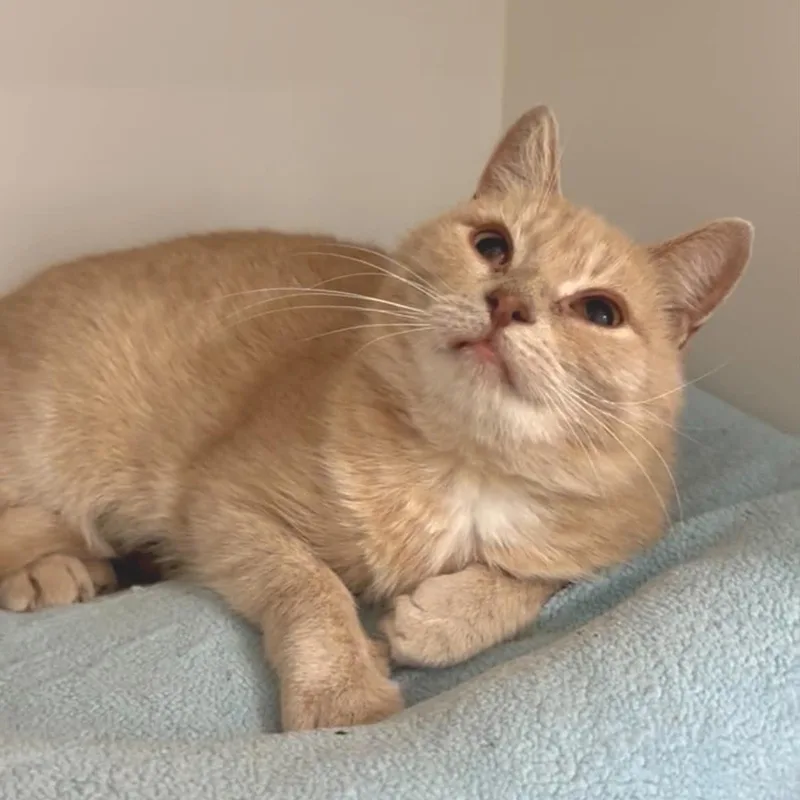 An adult medium-sized female Domestic Short Hair cat named Sonia for adoption in Penn Yan, NY