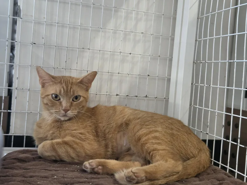 A young medium-sized female Tabby (Orange / Red) Domestic Short Hair cat named Apricot for adoption in Indianapolis, IN