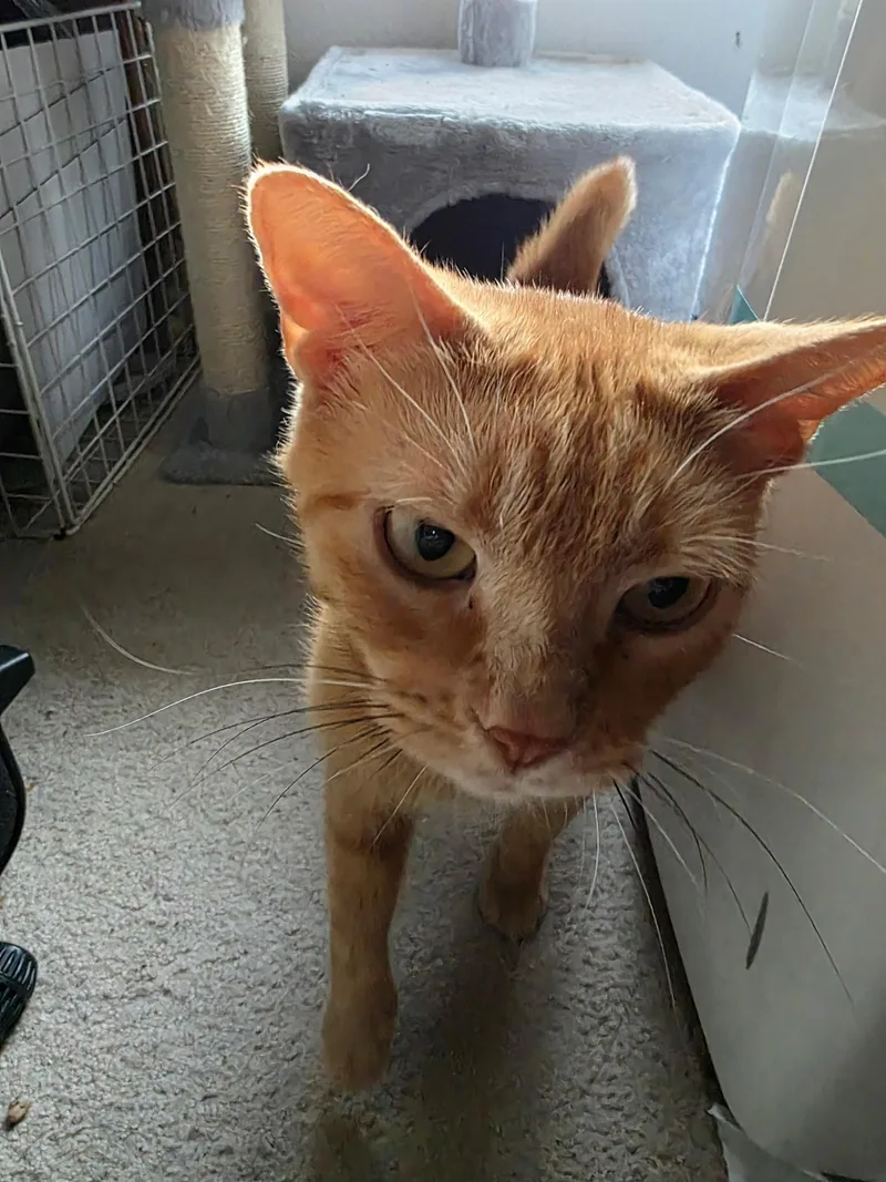 Apricot thumbnail 3