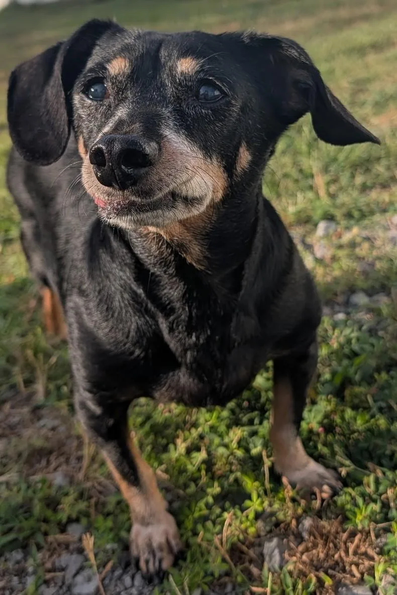 Otto in TN thumbnail 3