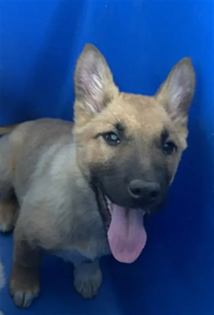 A young large-sized female Mixed Breed dog named Sam for adoption in Dallas, TX