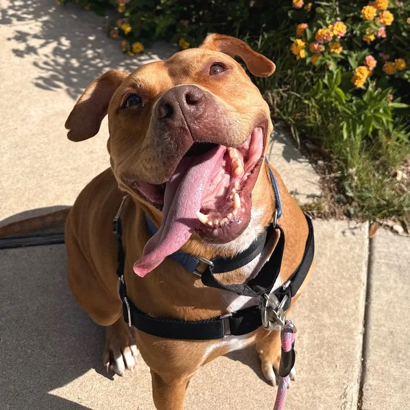 An adult large-sized male Golden Terrier dog named Theo for adoption in Corpus Christi, TX