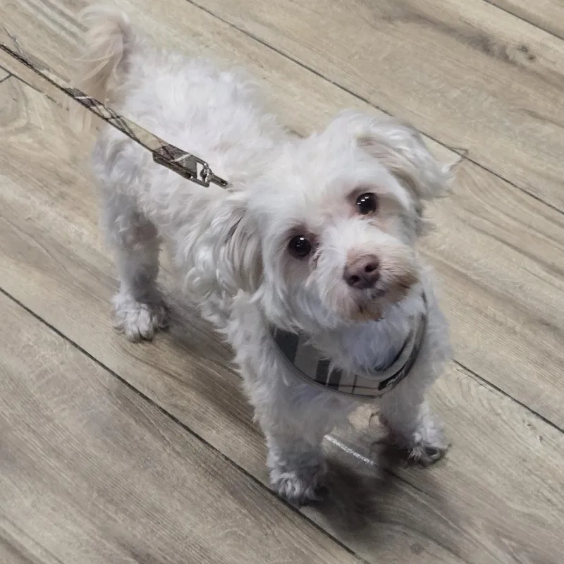 An adult small-sized male White / Cream Maltese dog named Dior for adoption in Newark, NJ