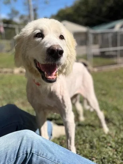 A senior medium-sized female White / Cream Mixed Breed dog named SugarPlum for adoption in Leitchfield, KY