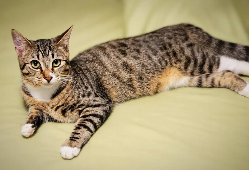 A baby medium-sized male Tabby (Gray / Blue / Silver) Tabby cat named Midas for adoption in Fresno, CA