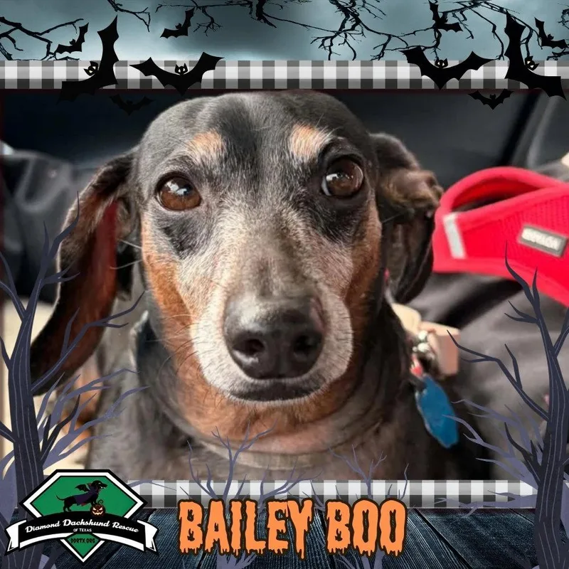 An adult medium-sized female Dachshund dog named Bailey Boo for adoption in San Antonio, TX