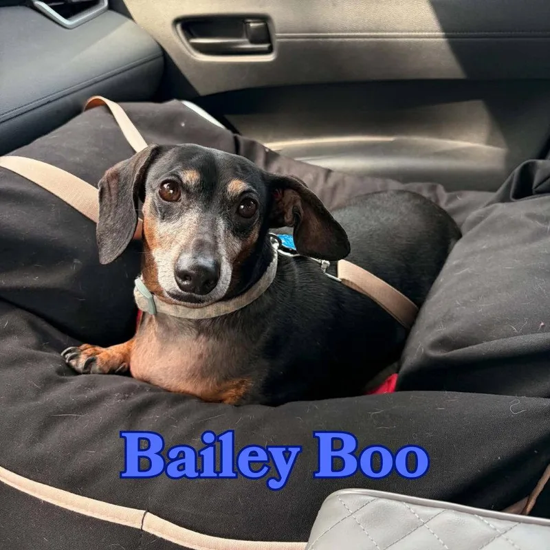 Bailey Boo thumbnail 2