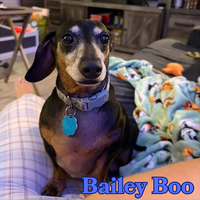 Bailey Boo thumbnail 3
