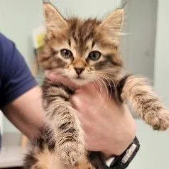 A baby small-sized male Brown / Chocolate Domestic Short Hair cat named CT Jermaine avail Aug for adoption in Eastford, CT