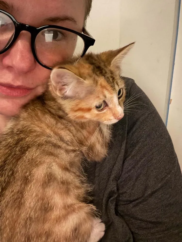 A baby small-sized female Domestic Short Hair cat named Maple for adoption in Chicago, IL