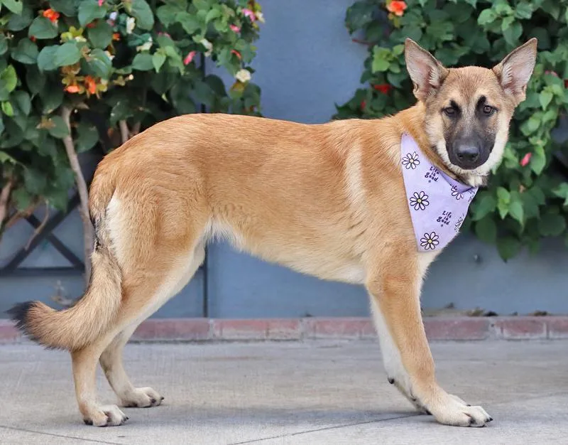 A baby large-sized female Golden German Shepherd Dog dog named Nova von Nistertal for adoption in Los Angeles, CA