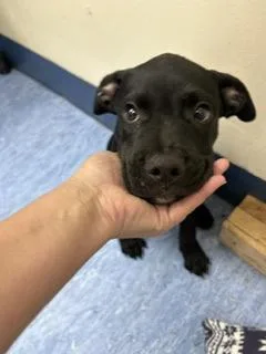 A baby small-sized male Black Mixed Breed dog named Chunky Monkey for adoption in Charleston, SC