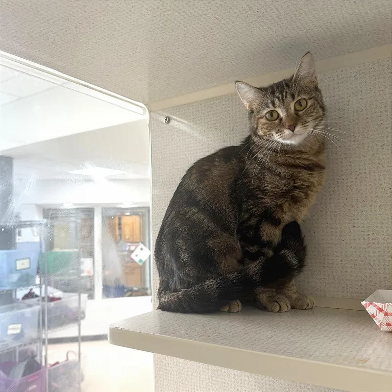 An adult medium-sized female Torbie Domestic Short Hair cat named Collette for adoption in Evansville, IN