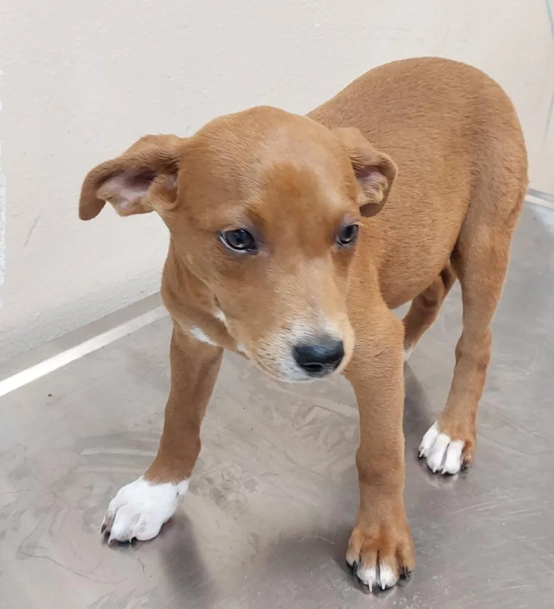 A baby medium-sized female Terrier dog named Border Collie Puppy for adoption in Mocksville, NC
