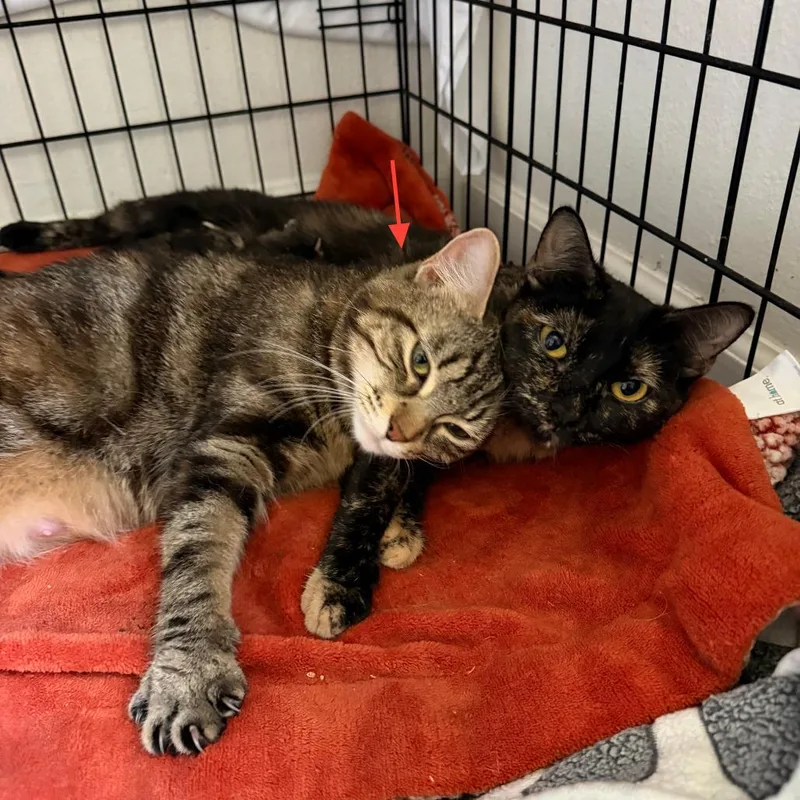 A young medium-sized female Torbie Domestic Short Hair cat named Purl Bonded to for adoption in Middleton, WI