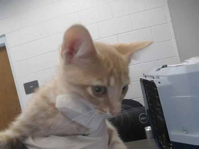 A baby small-sized male Domestic Short Hair cat named Rain for adoption in Ocala, FL