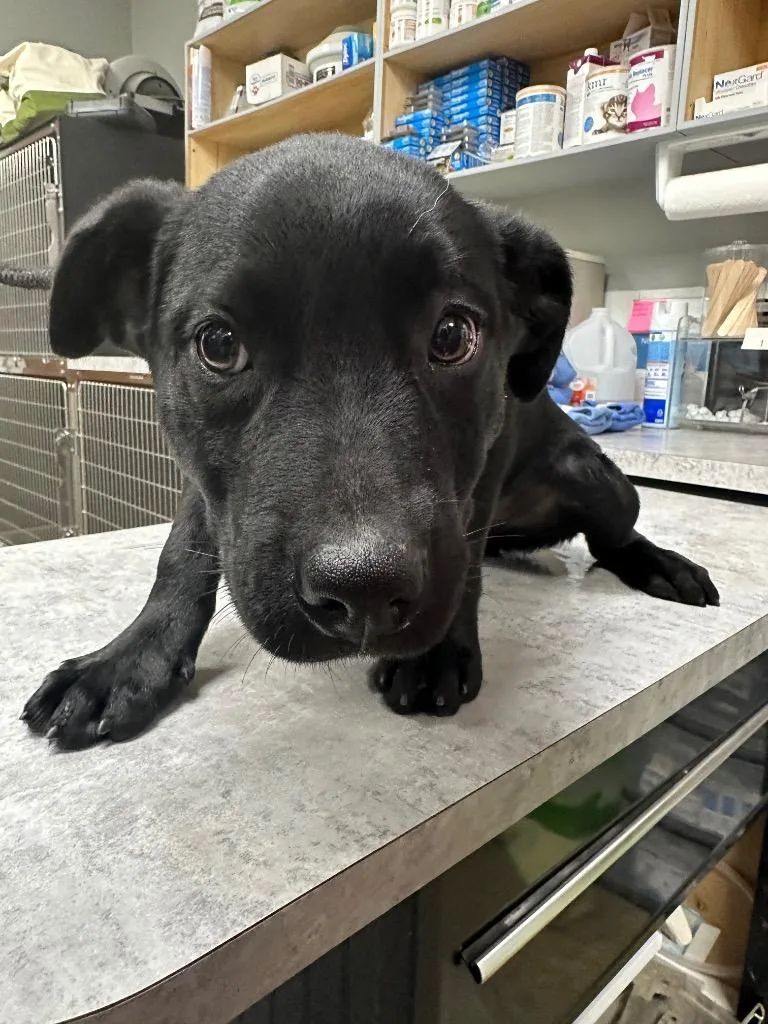 A baby medium-sized female Mixed Breed dog named Autumn for adoption in Jonesboro, AR