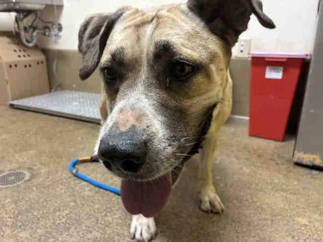 An adult medium-sized female Shepherd dog named Paige for adoption in Bonita, CA