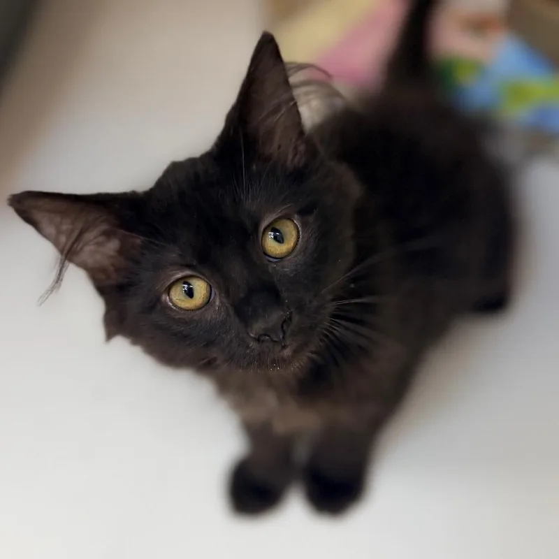 A baby small-sized female Black Domestic Medium Hair cat named Raven for adoption in Champaign, IL
