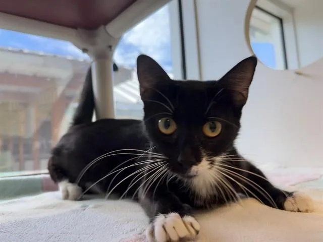 A young medium-sized female Domestic Short Hair cat named Black Canary for adoption in Sarasota, FL