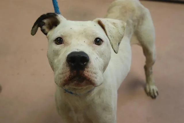 An adult large-sized male Mixed Breed dog named Orbit for adoption in Columbia, SC