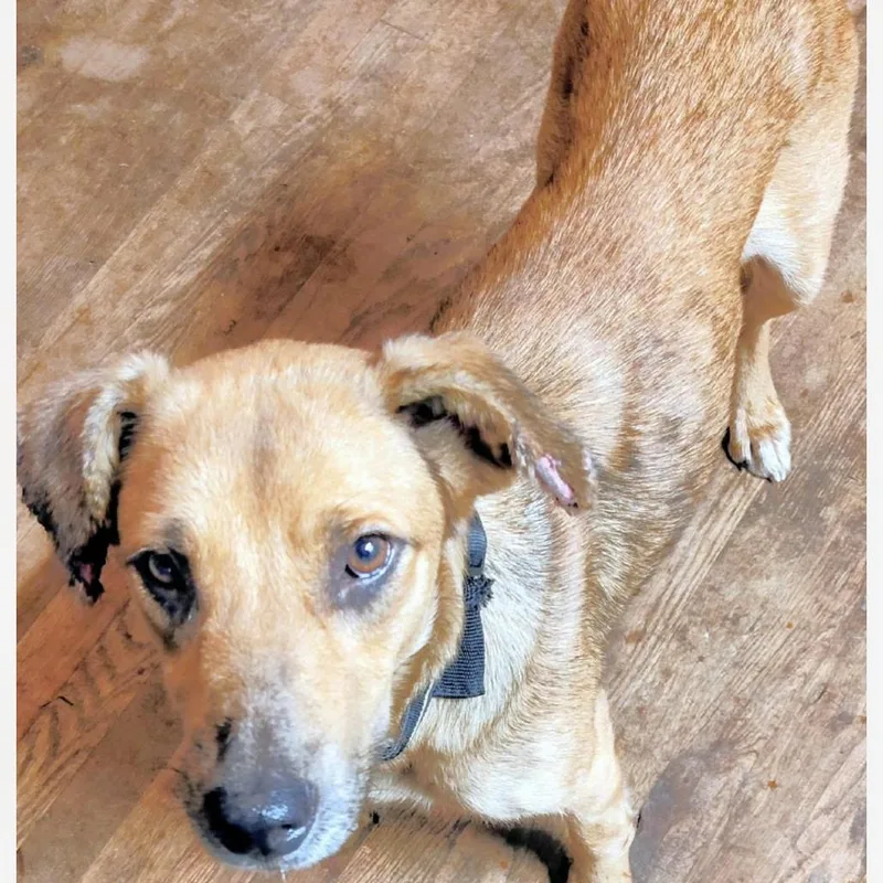 An adult medium-sized female Brown / Chocolate Mixed Breed dog named Piper for adoption in Huntington, WV