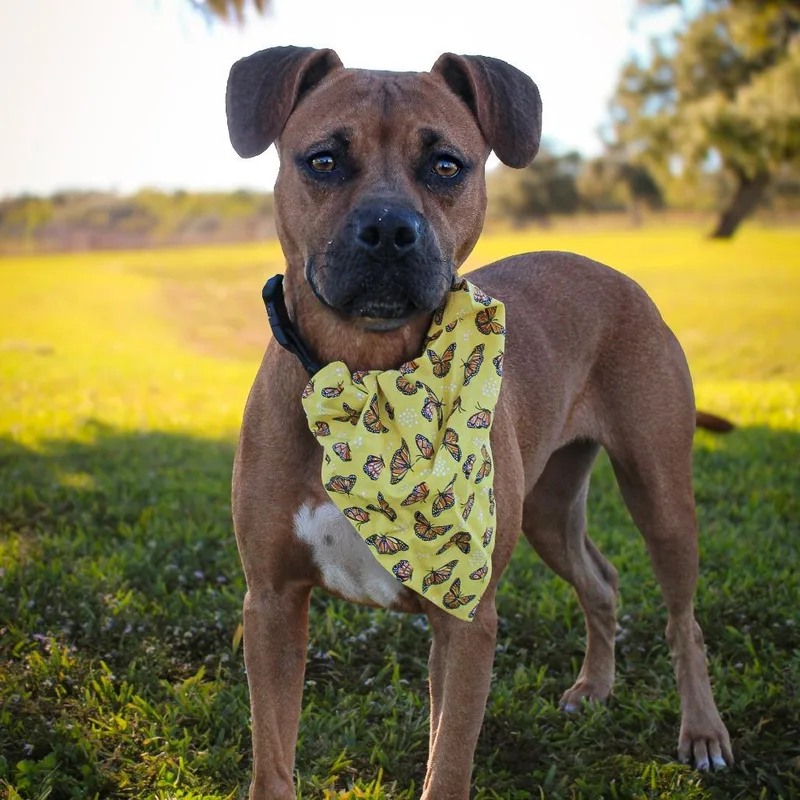 An adult medium-sized female Mixed Breed dog named Cowgirl for adoption in Lake Jackson, TX