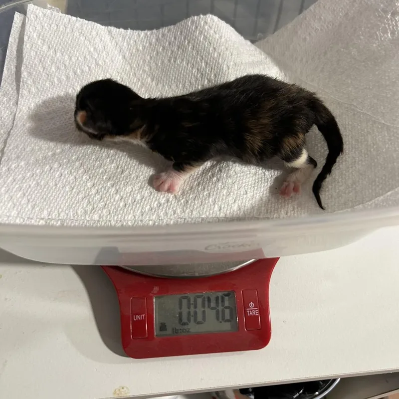 A baby small-sized female Tortoiseshell Domestic Short Hair cat named Strawberry Cake Cupcake for adoption in Columbia, MO