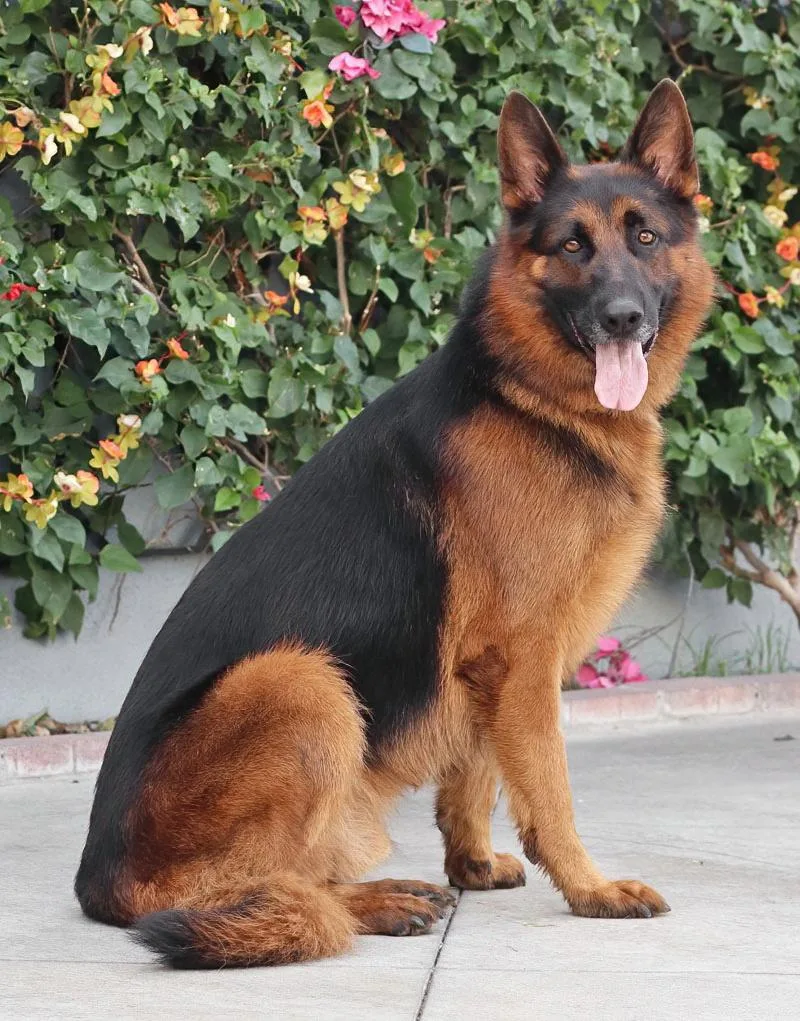 A young large-sized male Black German Shepherd Dog dog named Tex von Themar for adoption in Los Angeles, CA