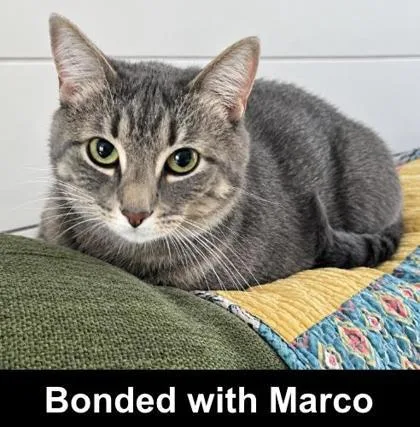 A young large-sized male Domestic Short Hair cat named Polo for adoption in Elk Grove Village, IL