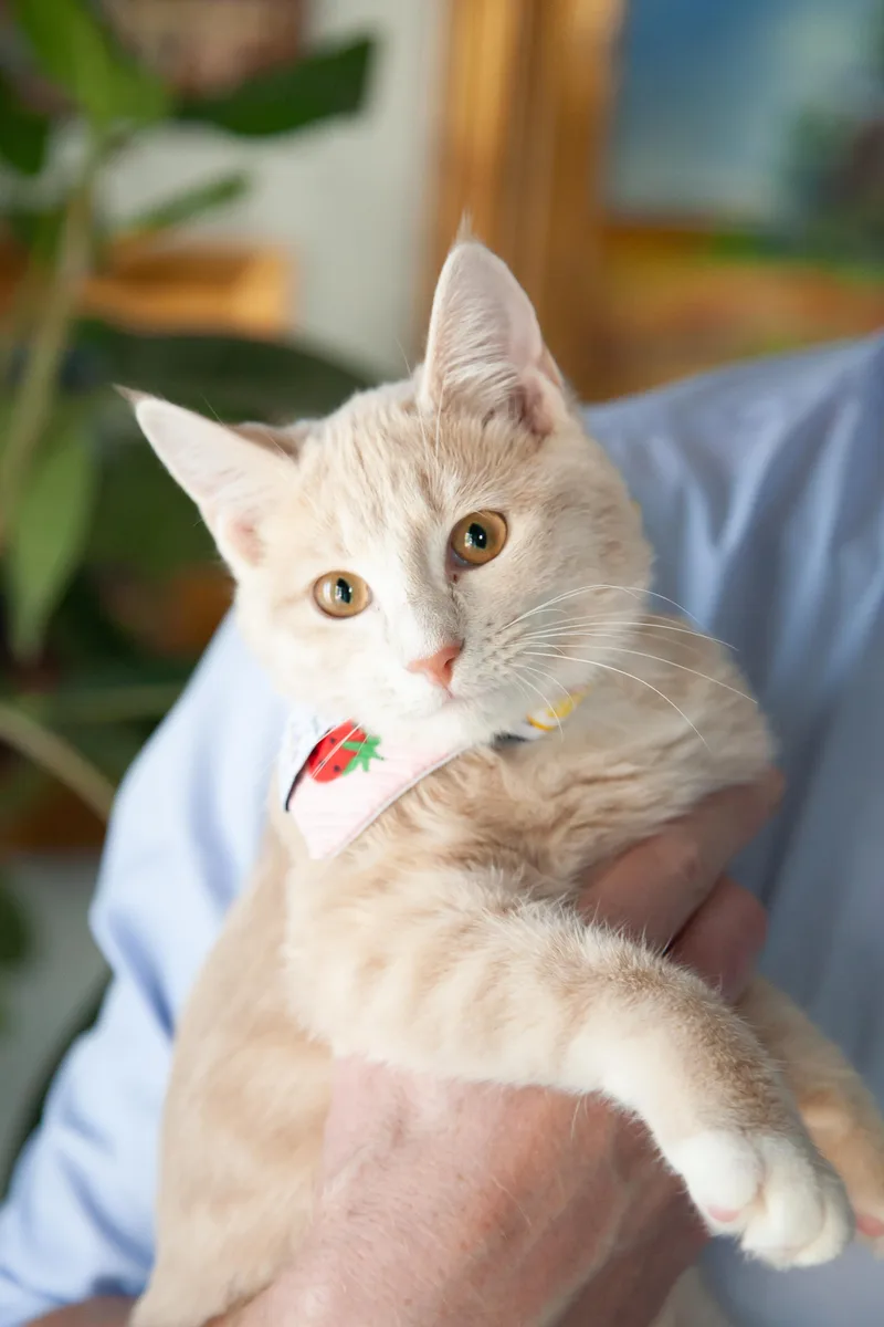 A young medium-sized female Domestic Short Hair cat named Charlotte for adoption in Franklin, TN