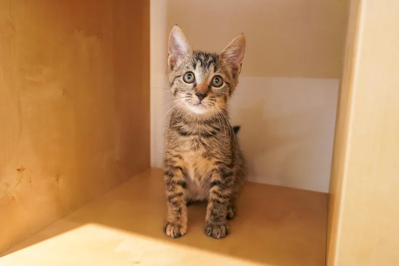 A young medium-sized female Tabby (Gray / Blue / Silver) Domestic Short Hair cat named Princess Bubblegum for adoption in San Antonio, TX