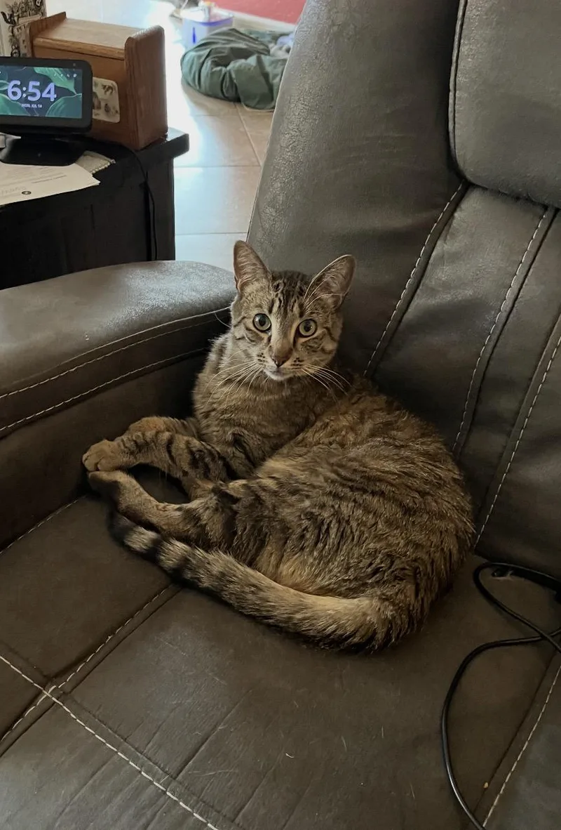 An adult medium-sized male Tabby (Gray / Blue / Silver) Tabby cat named Norman for adoption in Gilbert, AZ