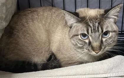 An adult small-sized female Domestic Short Hair cat named Anastasia for adoption in Phoenix, AZ