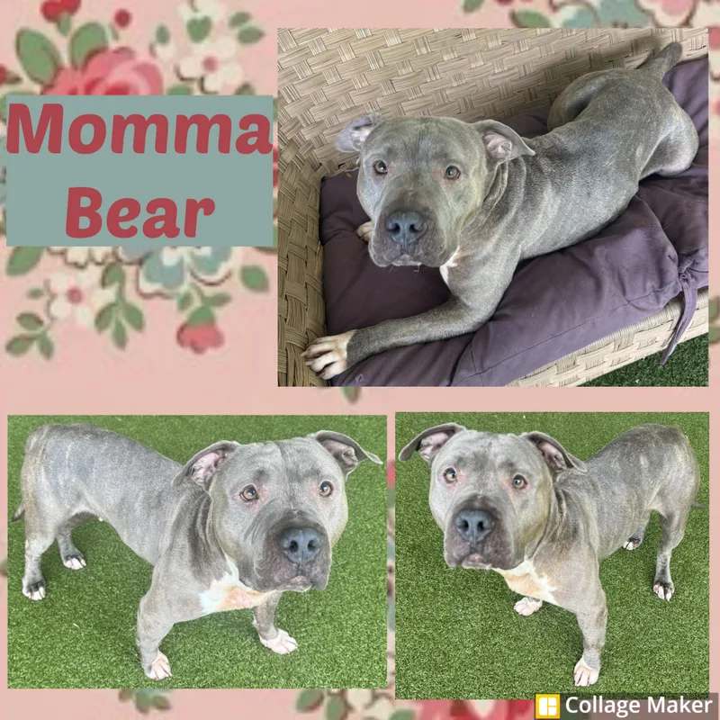 An adult large-sized female American Bully dog named Momma Bear for adoption in Clearfield, PA