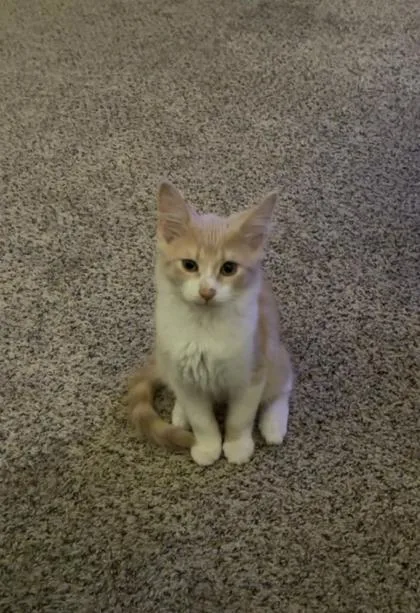 An adult small-sized male Domestic Short Hair cat named Hank for adoption in Lawrenceville, GA