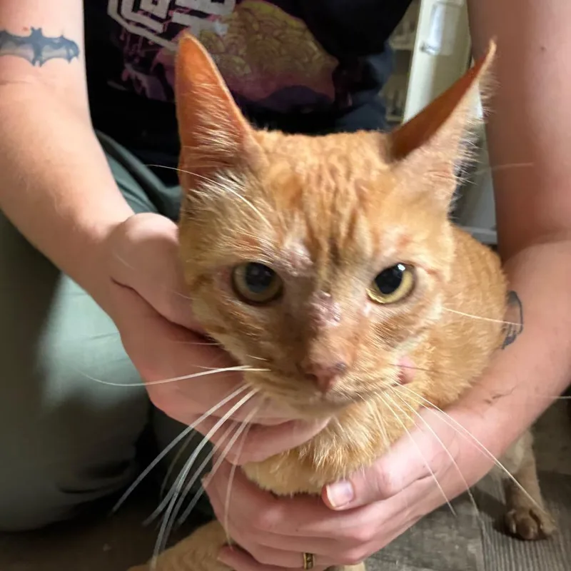 An adult large-sized male Orange / Red Domestic Short Hair cat named Italy for adoption in Hattiesburg, MS
