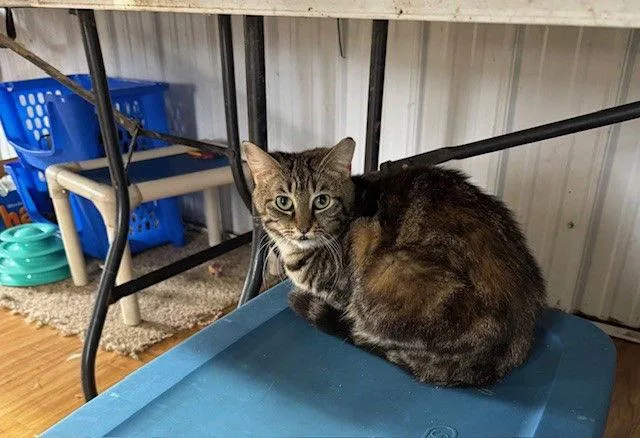 An adult small-sized female Domestic Short Hair cat named Maxine for adoption in Apollo, PA