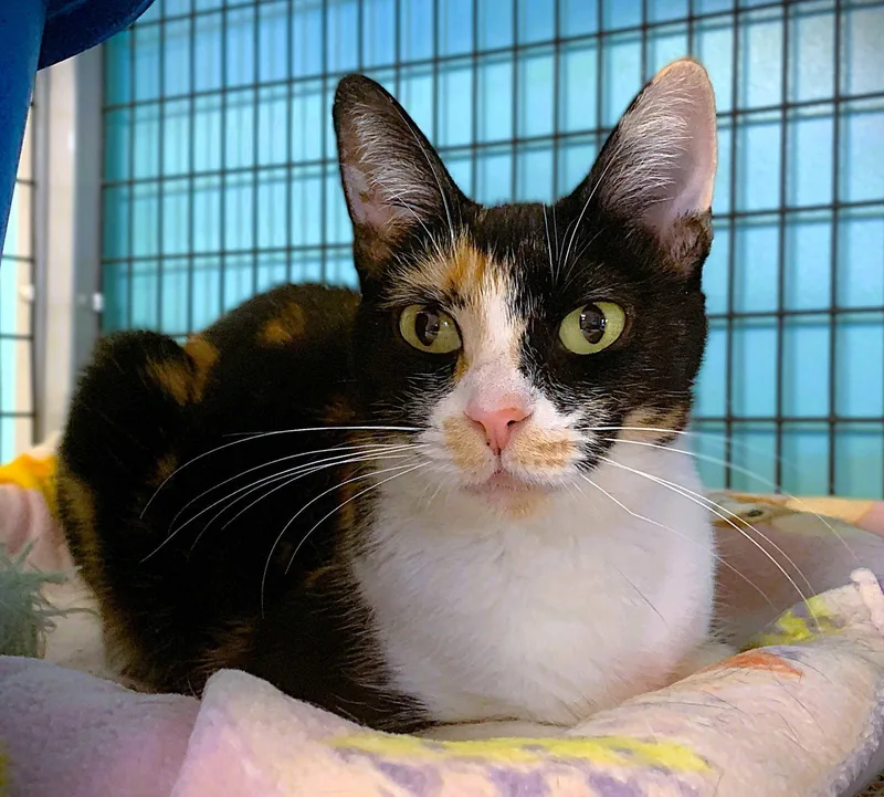 An adult medium-sized female Domestic Short Hair cat named Bella for adoption in Seal Beach, CA