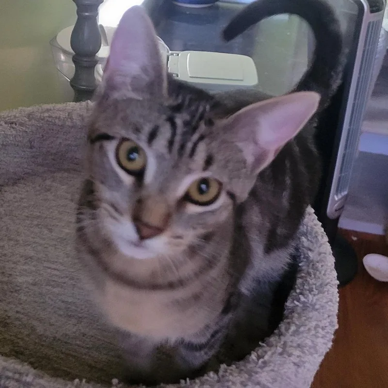 A young small-sized female Brown / Chocolate Domestic Short Hair cat named Terremoto for adoption in Los Angeles, CA