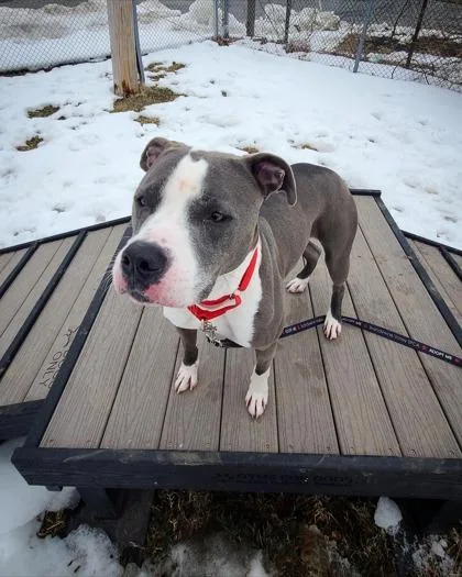 Diamante thumbnail 2