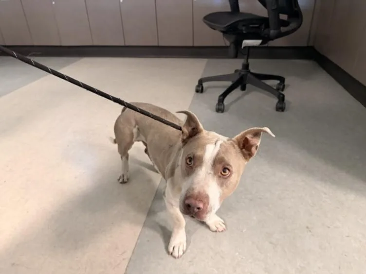 An adult medium-sized male Pit Bull Terrier dog named Tiger for adoption in Van Nuys, CA