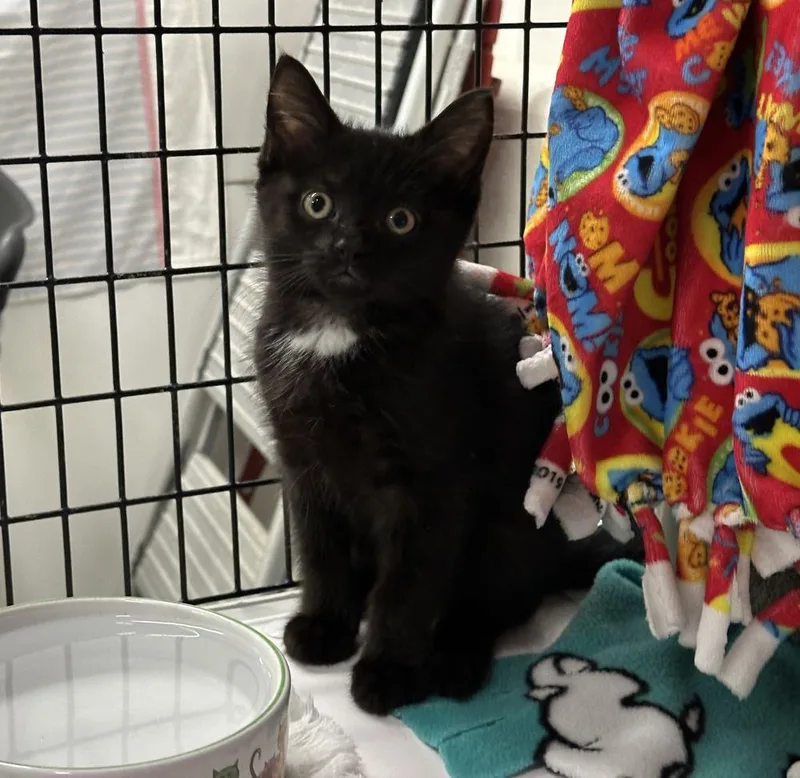 A baby small-sized male Black Domestic Short Hair cat named Lima for adoption in Alexandria, VA