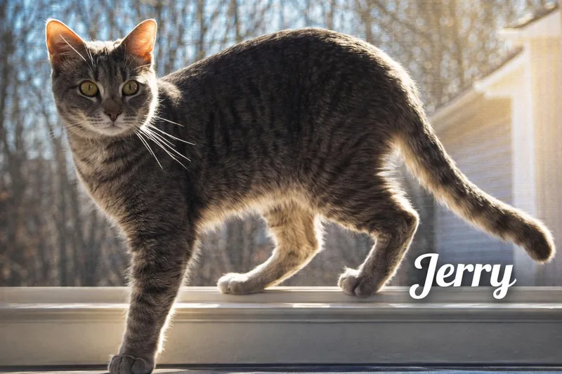 Jerrysearching For A Caring