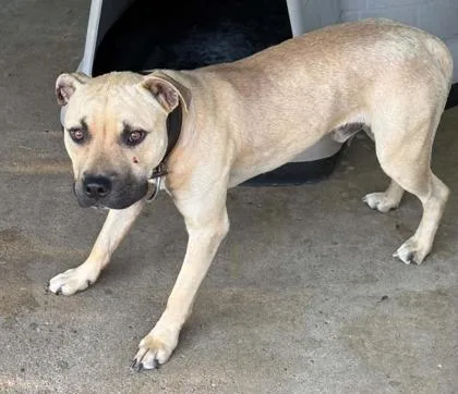 An adult medium-sized male American Bulldog dog named Karma for adoption in Bowling Green, KY