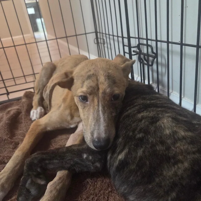 A baby small-sized female Apricot / Beige Mountain Cur dog named Scarlett for adoption in Starkville, MS