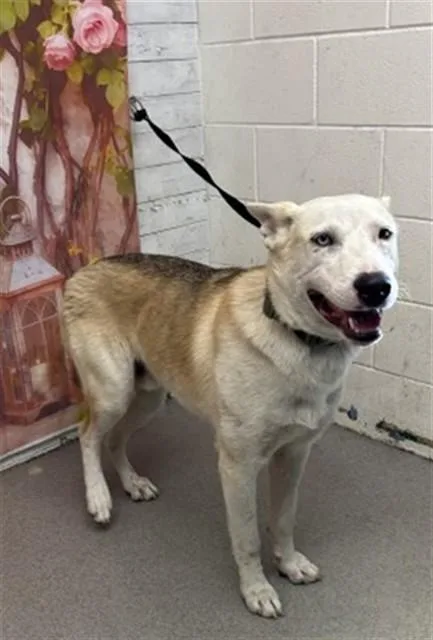 A young large-sized male German Shepherd Dog dog named Milo for adoption in San Bernardino, CA