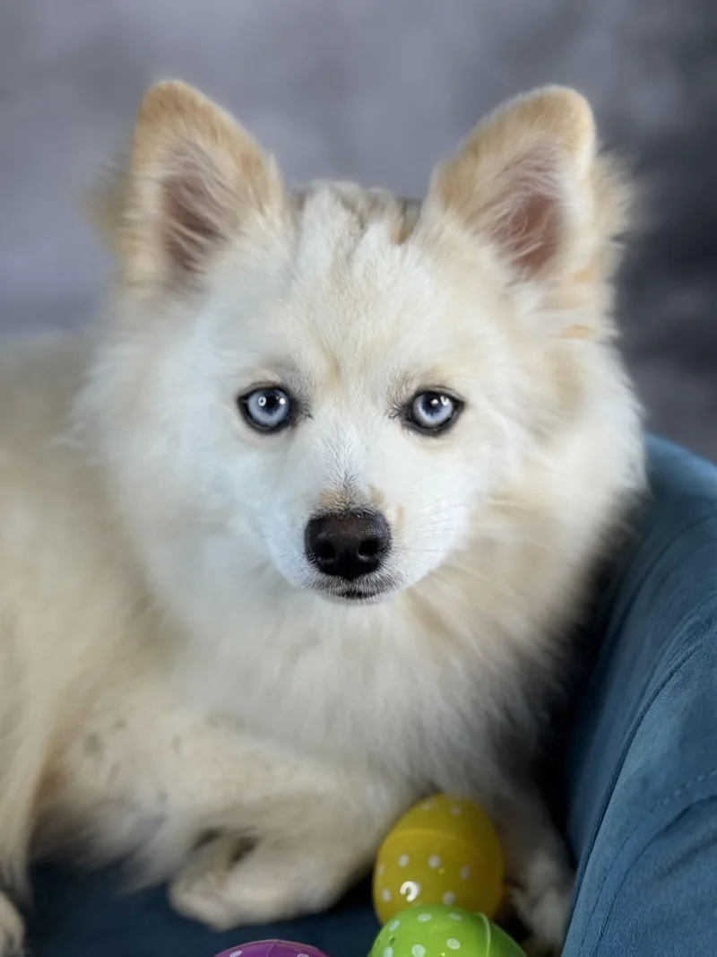 Arctic Blue thumbnail 2